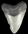 Bargain, Megalodon Tooth - North Carolina #54895-1